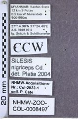 Etikette zu Silesis nigriceps (Candèze, 1892) (NHMW-ZOO-COL-0008497)